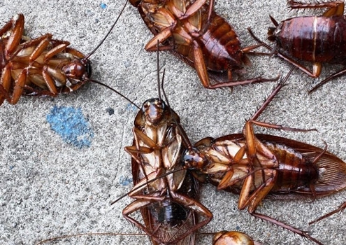 desinsectación de cucarachas en cocinas