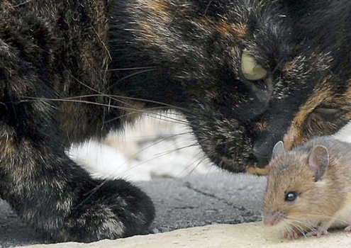 La guerra de las ratas contra los gatos